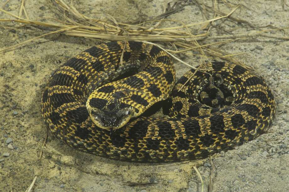 11 Non Venomous Snakes You Want In Your Backyard Houston Chronicle
