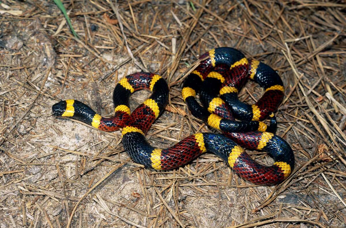 Texas coral snake Venomous Characteristics: Wide red and black crossbands separated by bright yellow thinner bands. Remember the rhyme, "Red touch yellow, kill a fellow; red touch black, venom lack" to distinguish Texas coral snakes from other non-venomous snakes also found in the region like the Louisiana mild snake and the scarlet snake. Adult coral snakes average under 24". More information: Texas Snakes: A Field Guide