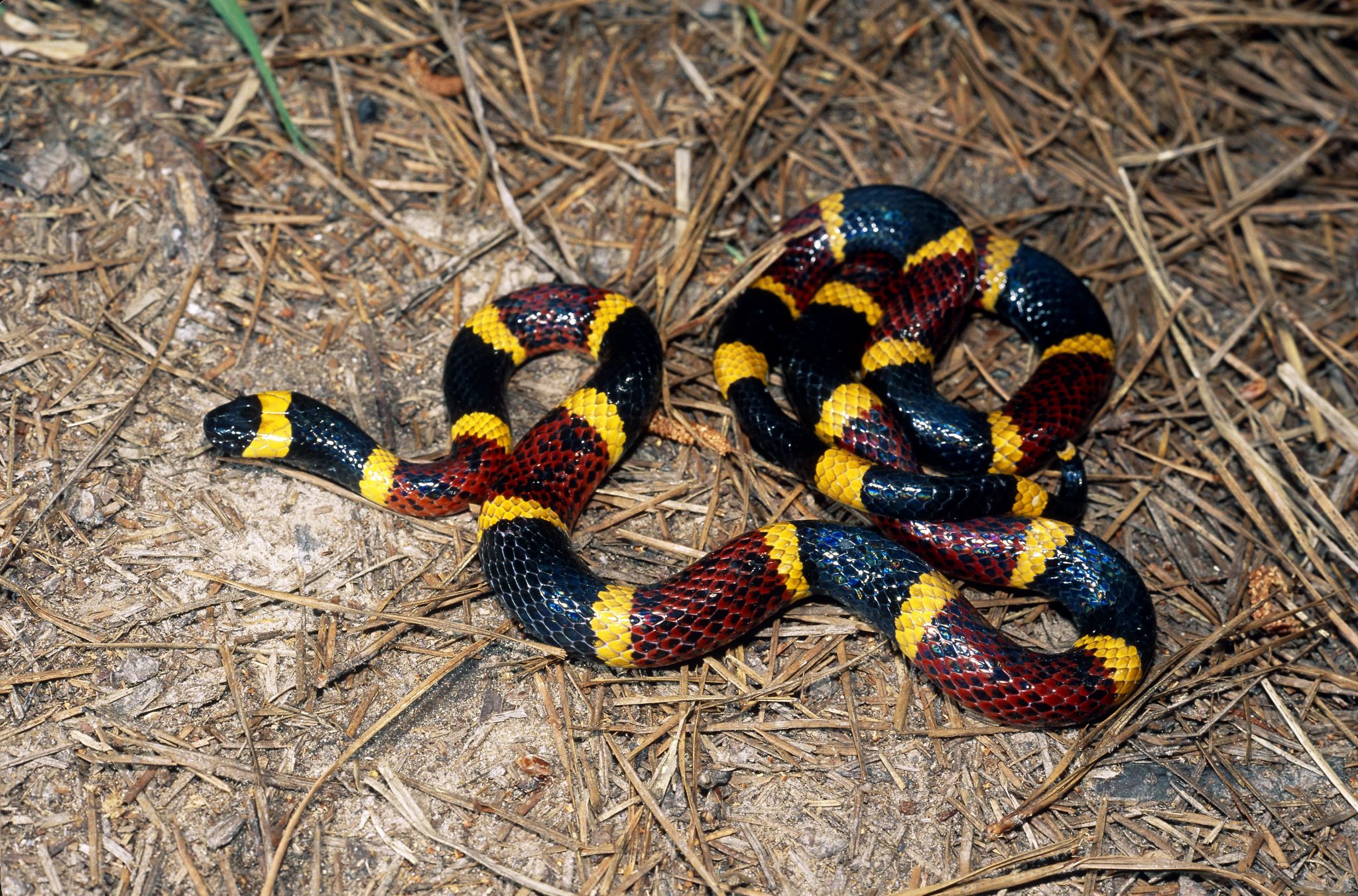 Arkansas teacher, students reproduce endangered snake species in class