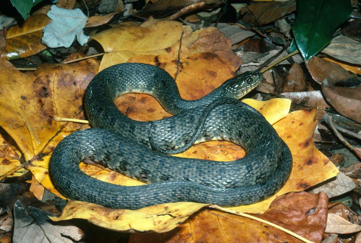 Mississippi green water snake Non-venomous More information: Texas Snakes: A Field Guide