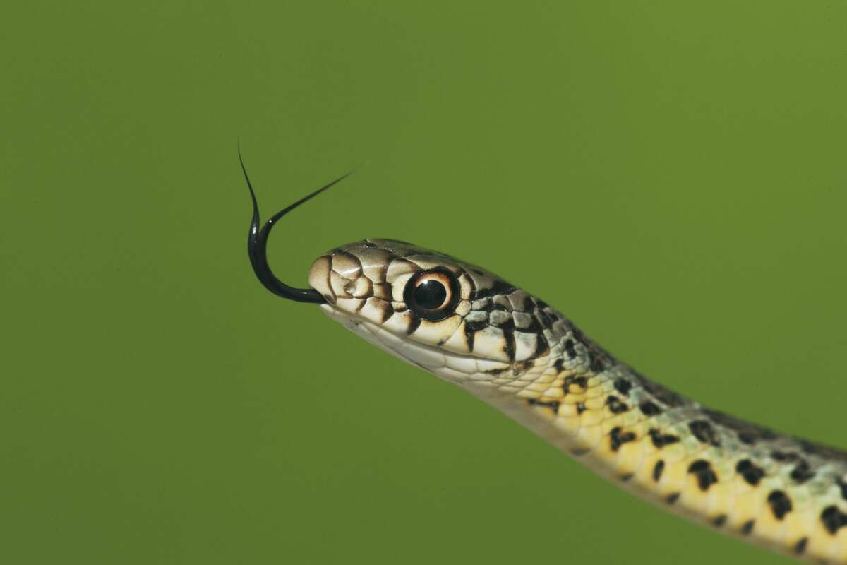 Prairie king snake Non-venomous More information: Texas Snakes: A Field Guide