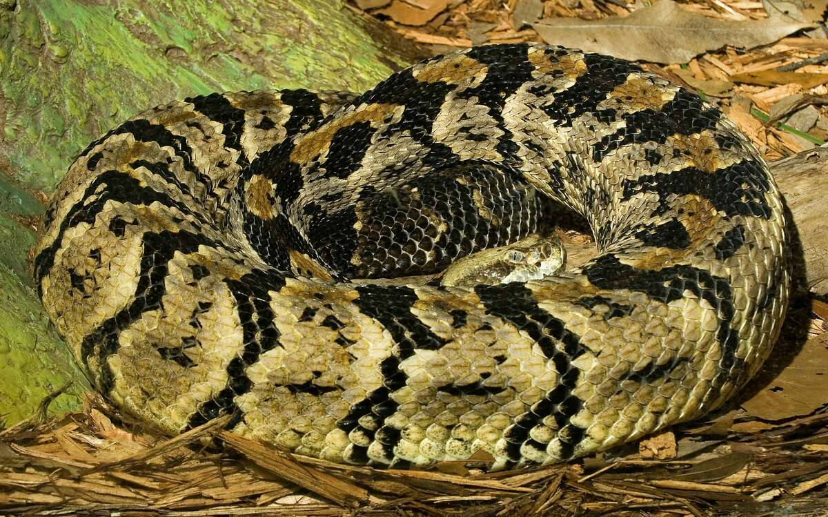 Canebrake rattlesnake aka velvet-tail rattlesnake Venomous Characteristics: Large-bodied with light brown-grey coloring separated by arrowed-shaped crossbands down its back. Its rattle is a glossy black, which is where it got its nickname of "velvet-tail." More information: Texas Snakes: A Field Guide