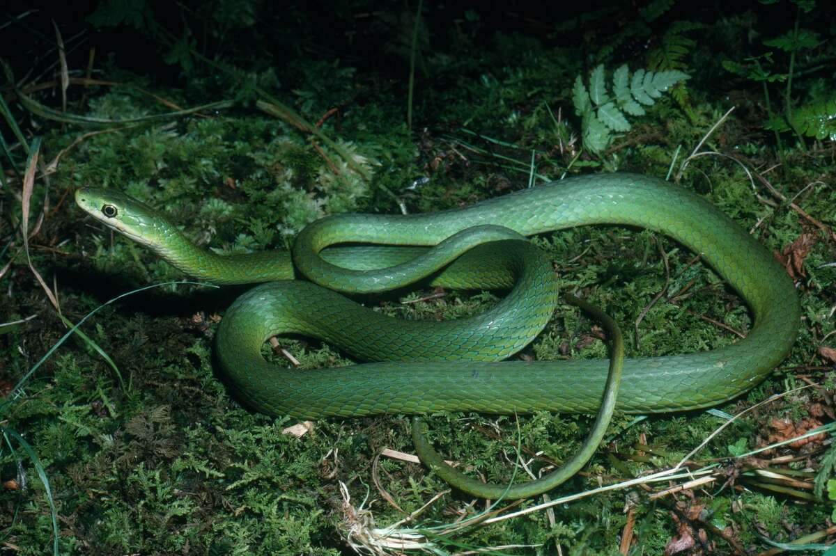 Rough green snake Non-venomous Characteristics: This thin, all-green snake has a lighter head, but can be seen camouflaging itself in trees and bushes. More information: Texas Snakes: A Field Guide