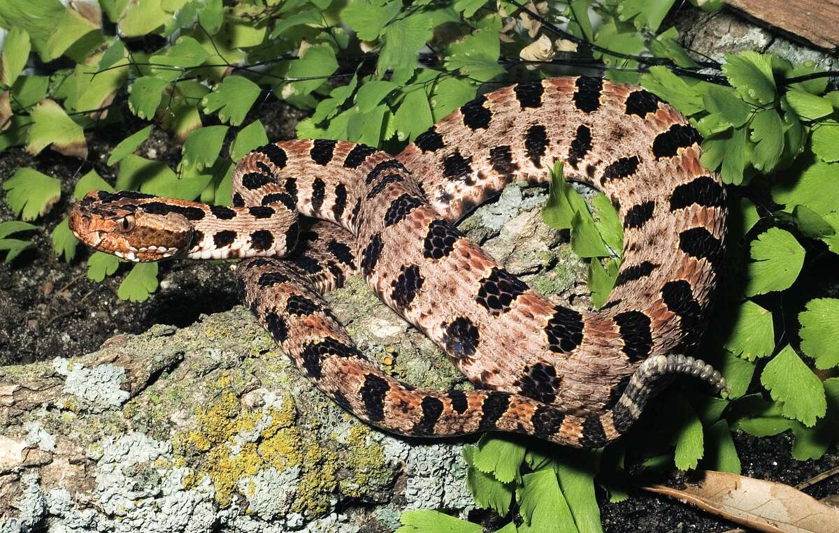 Pygmy rattlesnake Venomous Characteristics: Small rattlesnake with a grey body and dark spots patterned down its back. Their rattles are very small and black. Adults grow to be between 15"-20". More information: Texas Snakes: A Field Guide