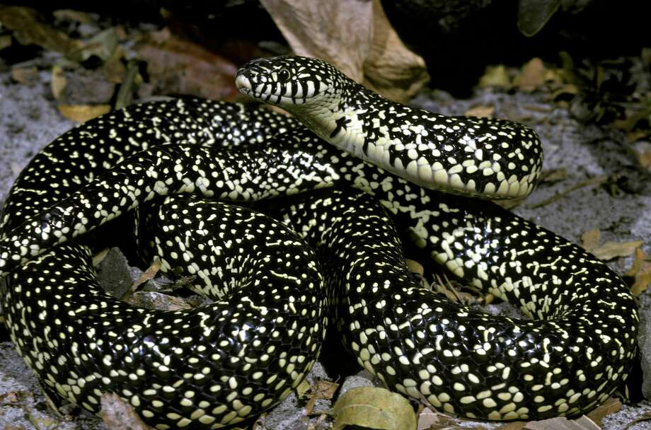 Nightmare-inducing Texas rattlesnake photo sending shivers across