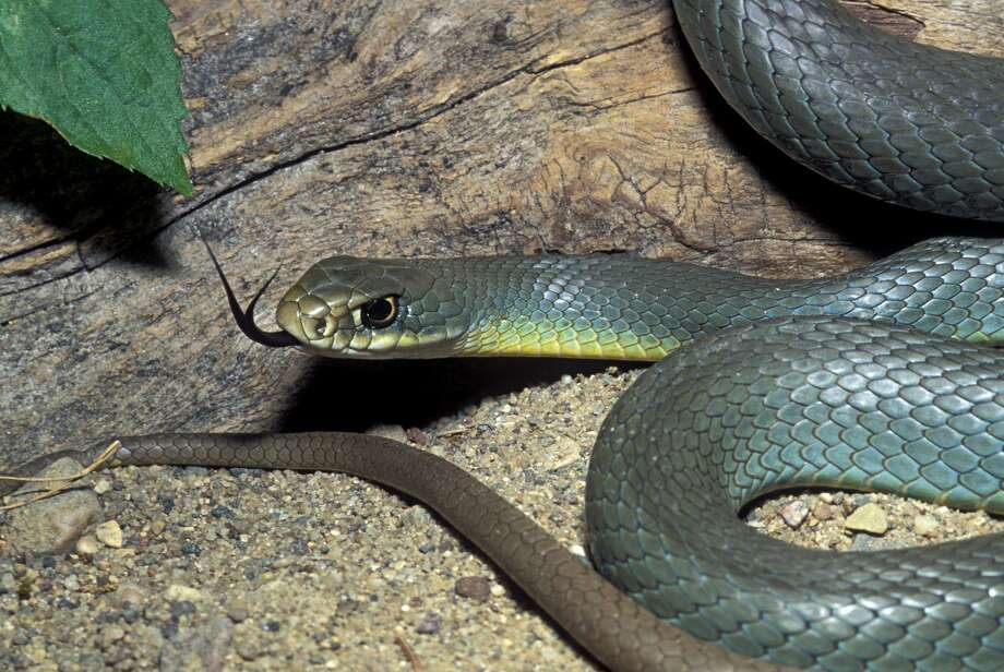 11 non-venomous snakes you want in your backyard - Houston Chronicle