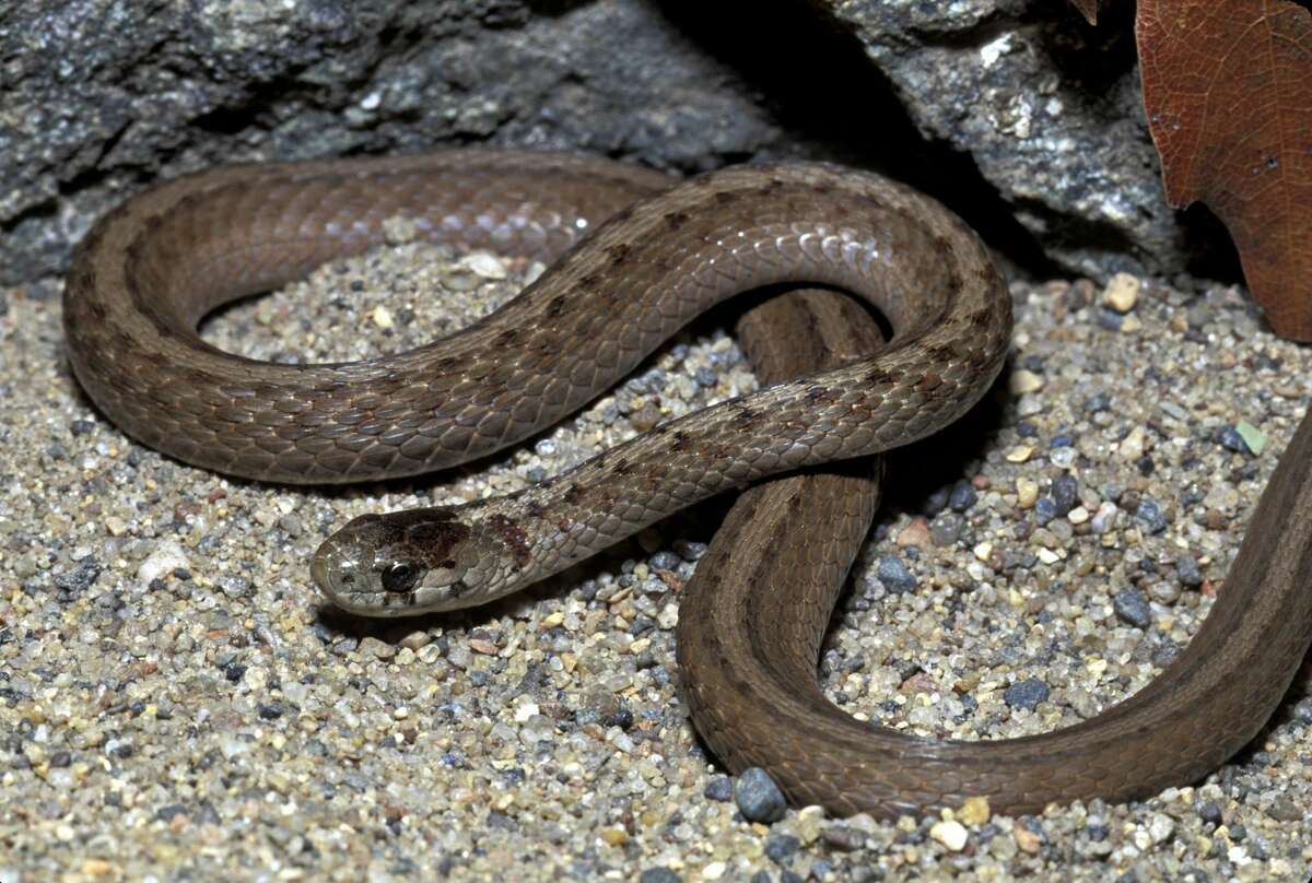 Texas brown snake Non-venomous Characteristics: Thin-bodied with brown coloring with darker brown small spots down its back. Most notably is its white cheek patches on either side of its head. More information: Texas Snakes: A Field Guide