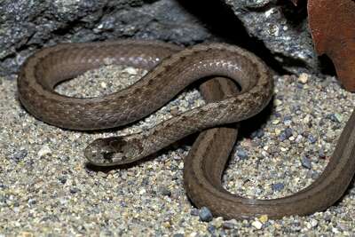 Copperhead Snakes Engage In Nightly Summertime Feeding Congregation