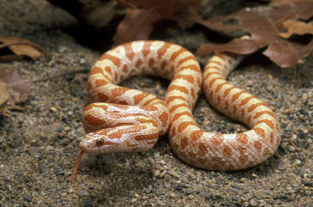 Albino prairie king snake Non-venomous More information: Texas Snakes: A Field Guide