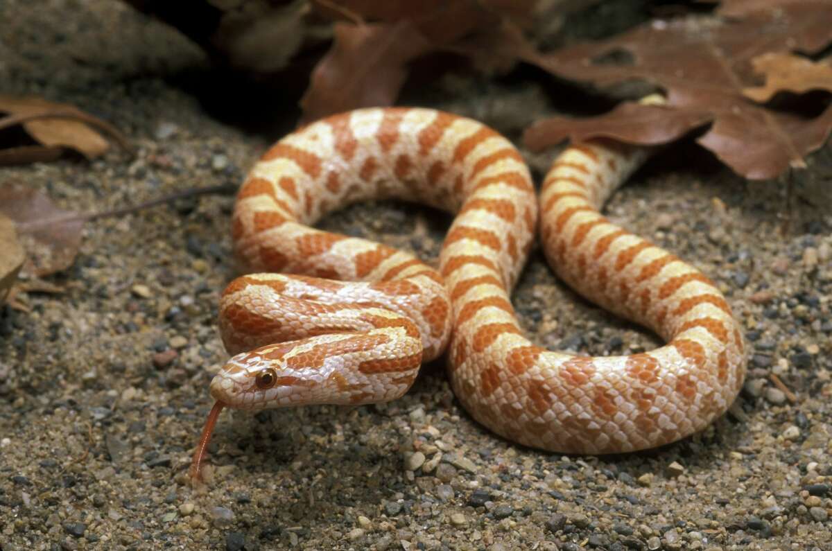 Copperhead Snakes Engage In Nightly Summertime Feeding Congregation