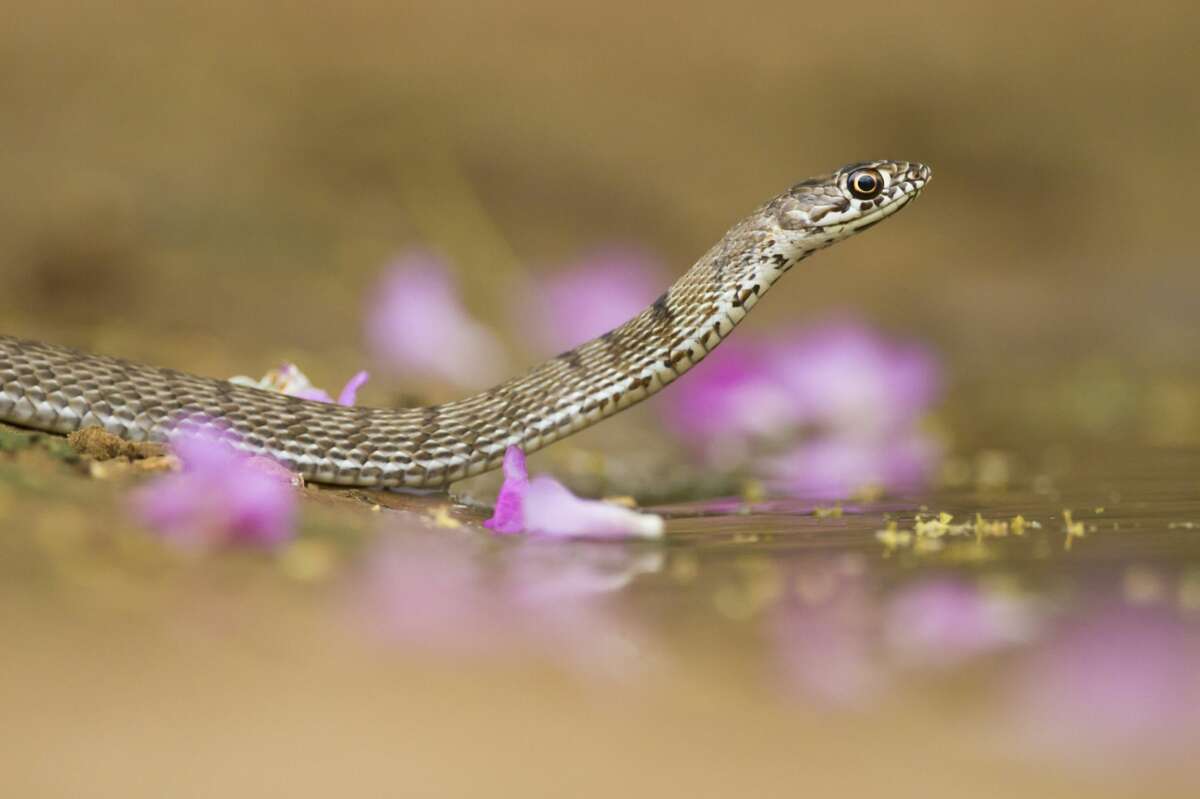 Coachwhip or the whip snake Non-venomous More information: Texas Snakes: A Field Guide