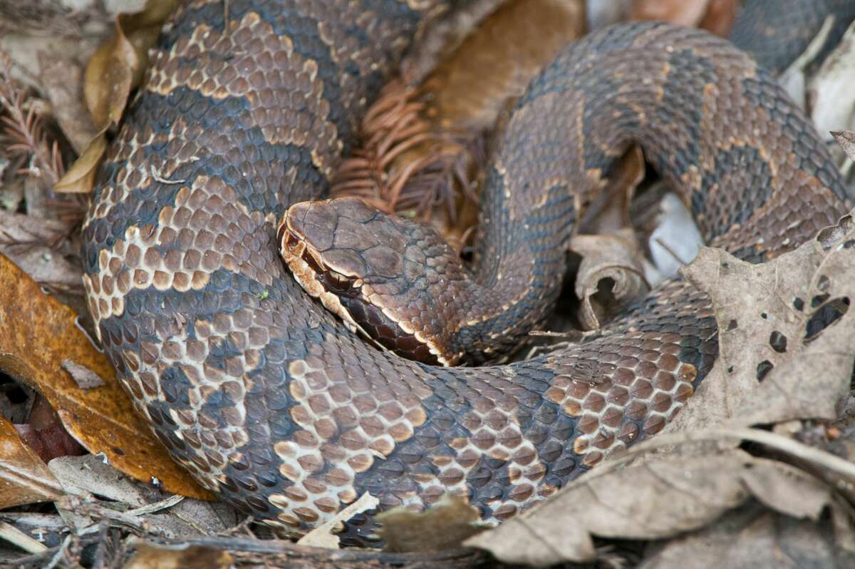 Eastern cottonmouth Venomous More information: Texas Snakes: A Field Guide