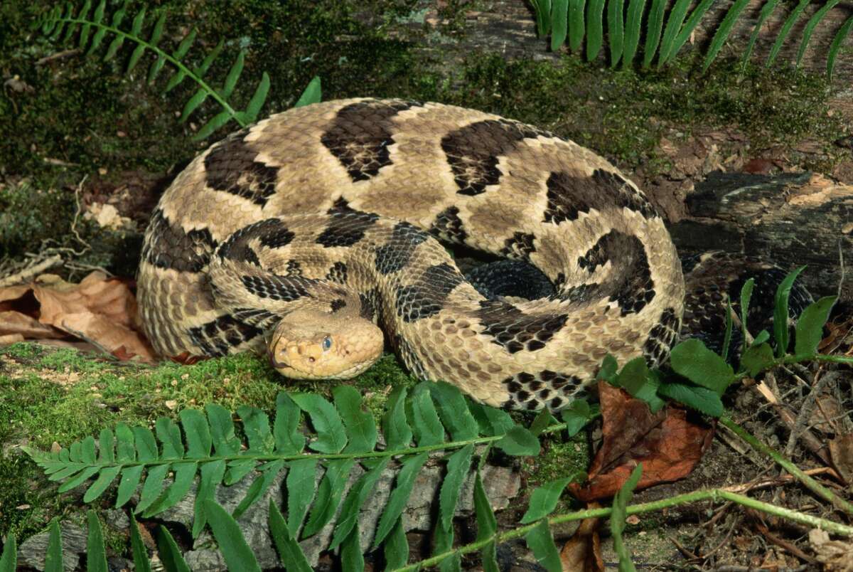 Timber rattlesnake Venomous More information: Texas Snakes: A Field Guide