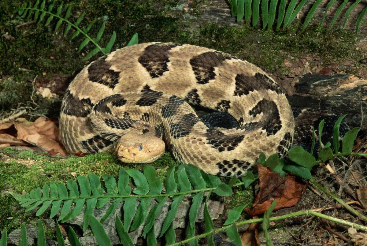 Copperhead Snakes Engage In Nightly Summertime Feeding Congregation