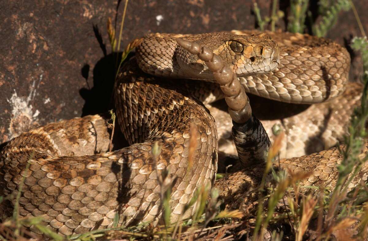 Mohave rattlesnake Venomous More information: Texas Snakes: A Field Guide