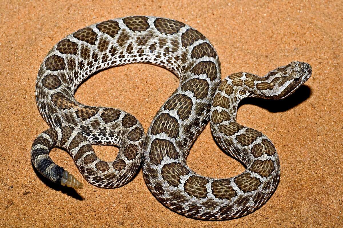 Western massasauga rattlesnake Venomous More information: Texas Snakes: A Field Guide