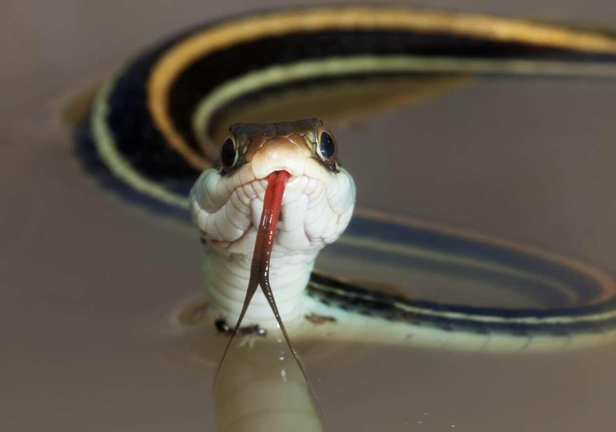 Gulf coast ribbon snake Non-venomous More information: Texas Snakes: A Field Guide