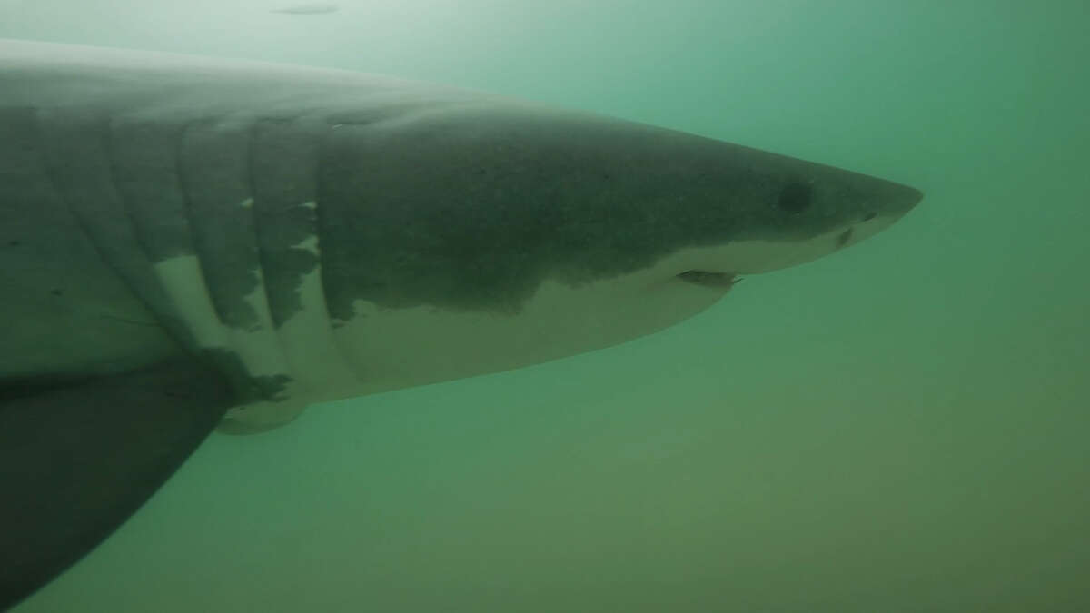 Great White Shark Swims With Paddleboarders Off Calif. Coast