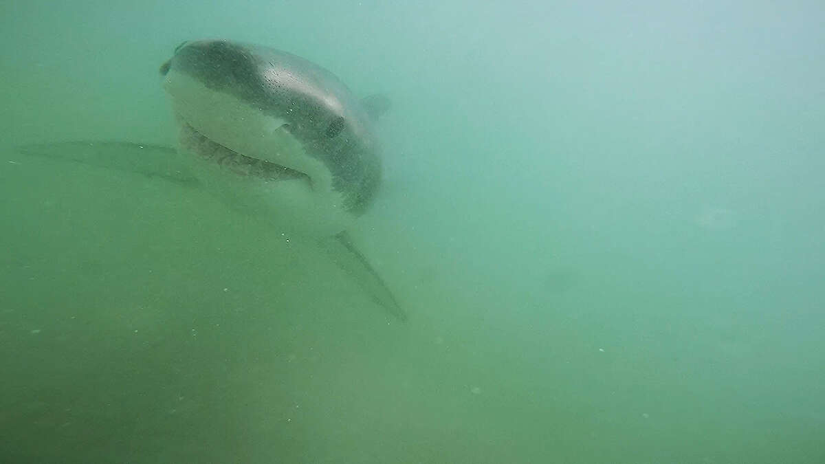 Great white shark 'nurseries' discovered off Southern California coast