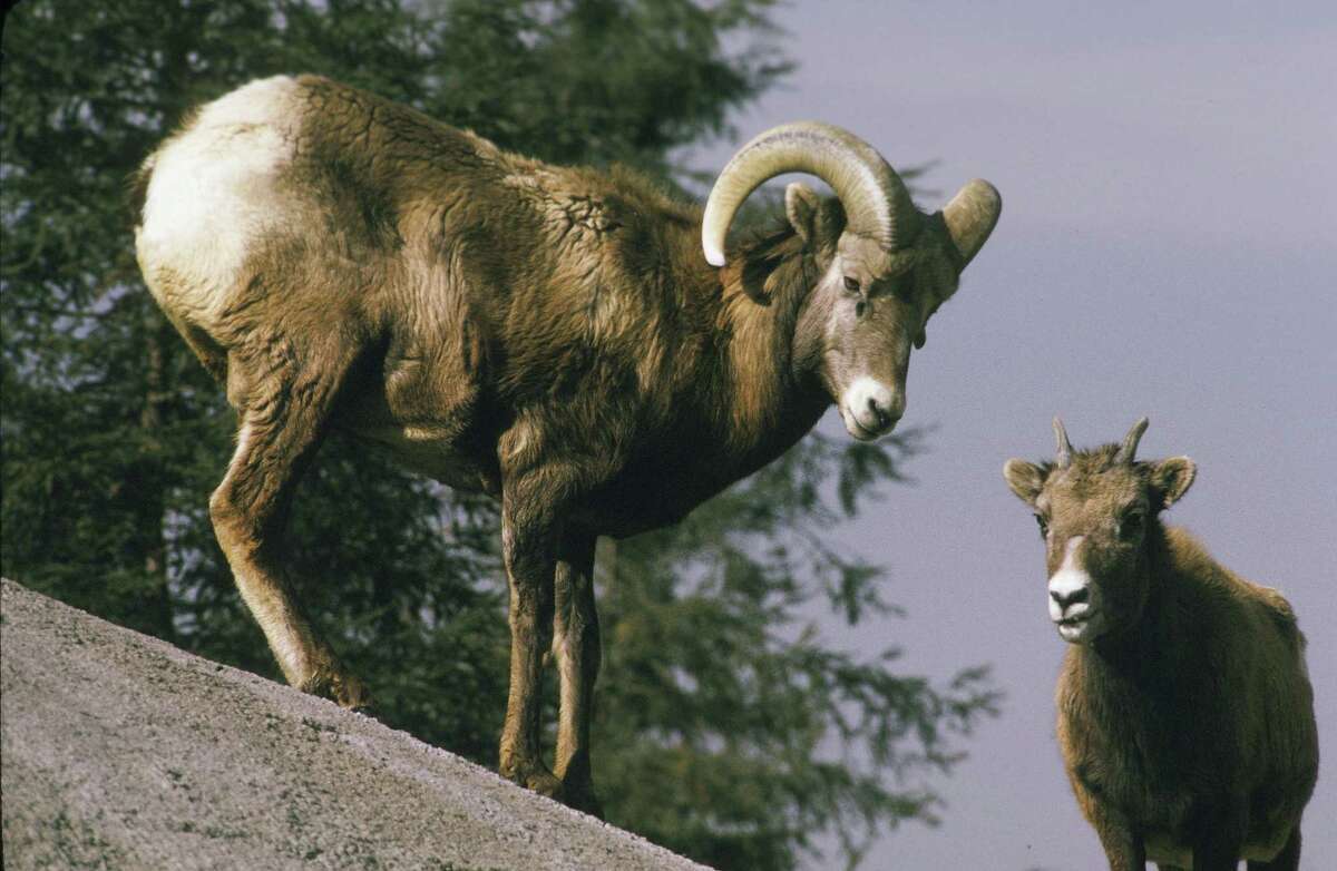 BISHOP, CA - 1990: Two rare and endangered big horn sheep are seen on the slopes of the Eastern Sierra Mountain range in this 1990 Bishop, California, photo. (Photo by George Rose/Getty Images)