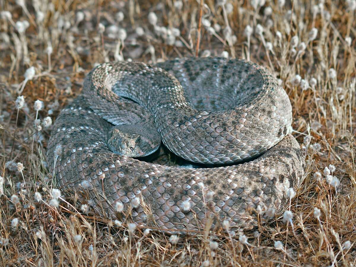 Western diamond-backed rattlesnake aka coontail Venomous Characteristics: While this snake prefers West Texas' drier climates, some specimens have been found on Galveston Island and Brazoria County. Characteristics include a thick body, black and white banded tail that rattles when threatened, and light-bordered dark diamond-shaped blotches.  More information: Texas Snakes: A Field Guide