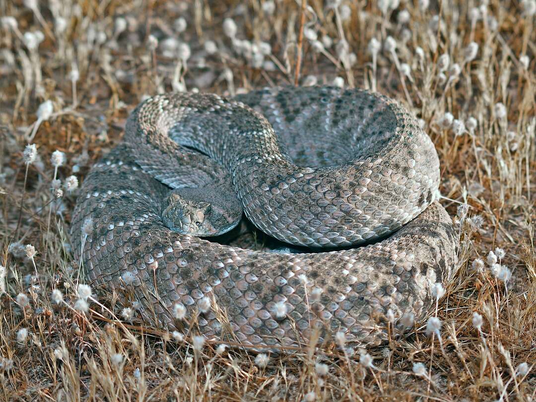 Copperhead Snakes Engage In Nightly Summertime Feeding Congregation