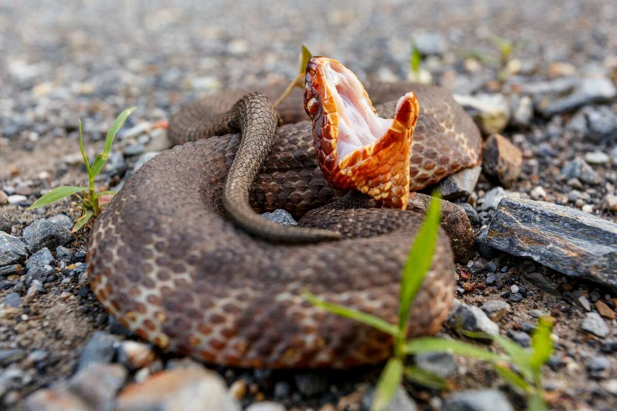 Western cottonmouth aka water moccasin Venomous Characteristics: Stout-bodied with a large, flat-topped head, dark in color with ill-defined cross-bodied patterns. Newborn cottonmouths have bright yellow-tipped tails. Adults grow to be about 24"-36" in length. More information: Texas Snakes: A Field Guide