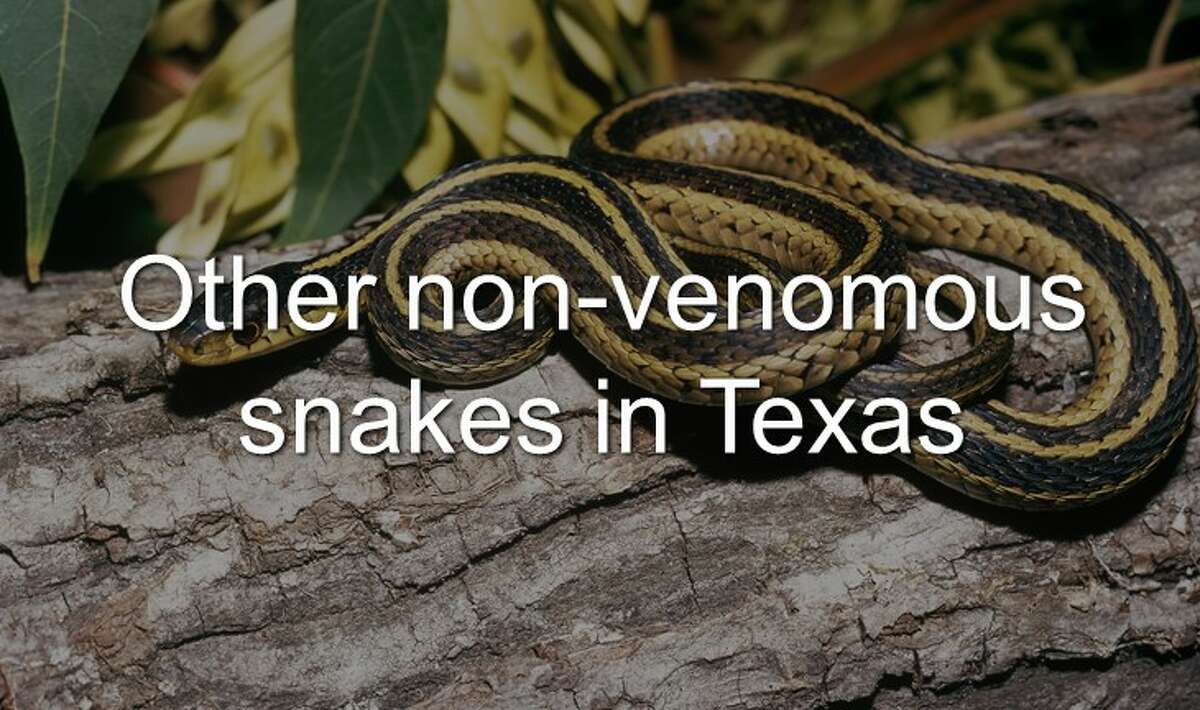 Continue clicking to see the other non-venomous snakes around Texas.
