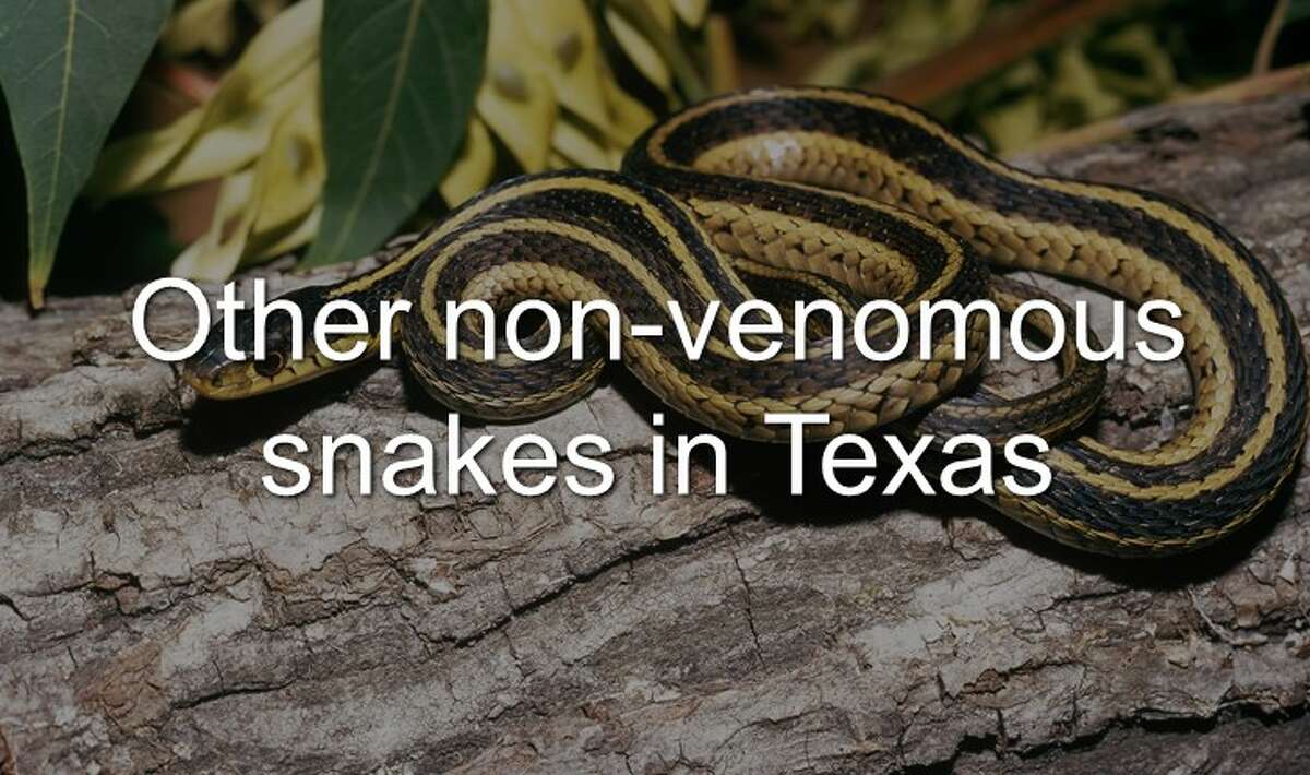 11 Non-venomous Snakes You Want In Your Backyard