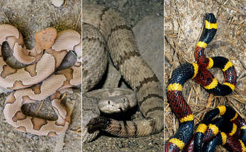 Copperhead snakes engage in nightly summertime feeding congregation