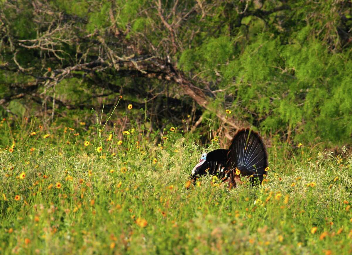 Among a field of wildflowers in South Texas, a Rio Grande turkey gobbler struts for nearby hens. Texas’ spring turkey season, which closes May 14 in much of the state, offers hunters opportunity to witness a world of wildlife as the landscape blossoms.