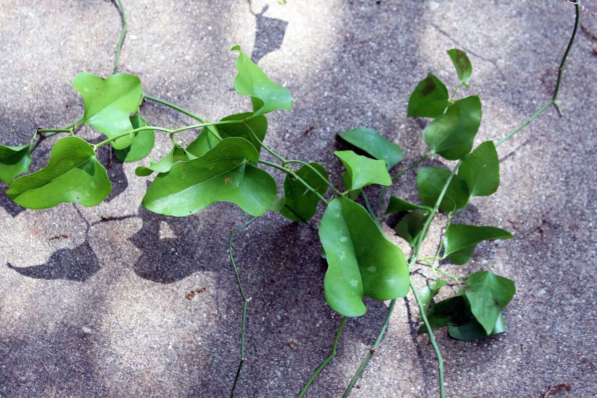 This vine is smilax. It forms a substantial root system and is difficult to control.