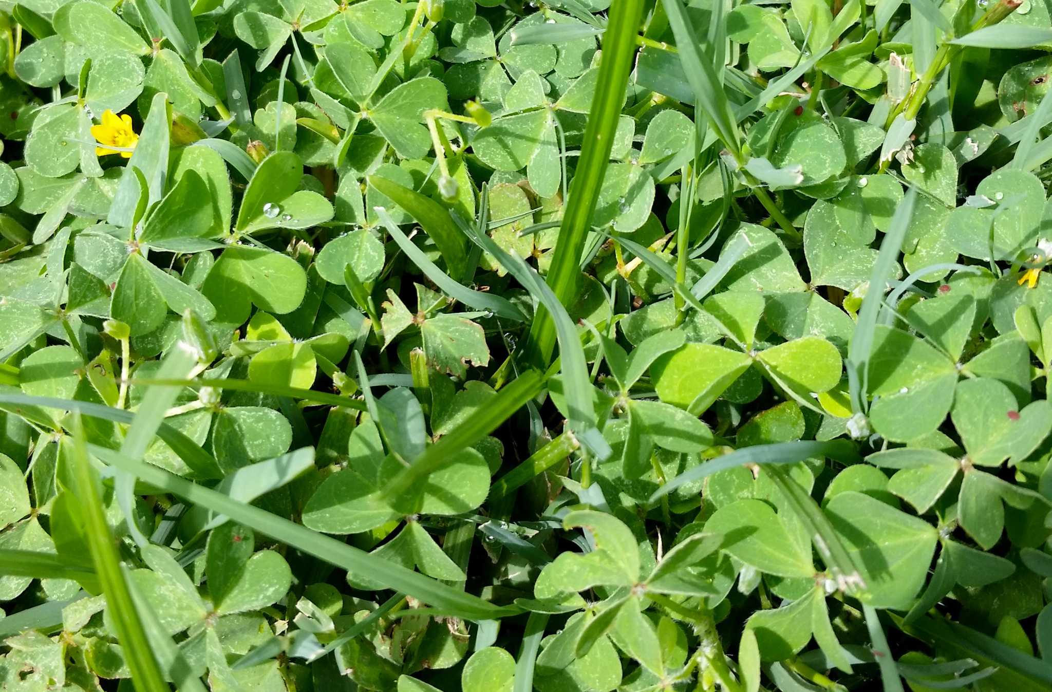 Oxalis in your lawn too tough to die?