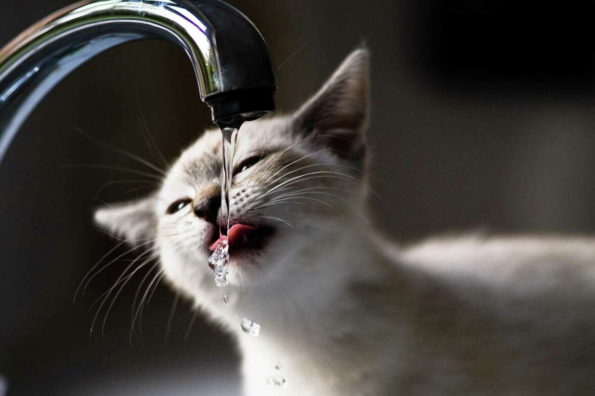 Pets, including the author's, had to drink bottled water this week.