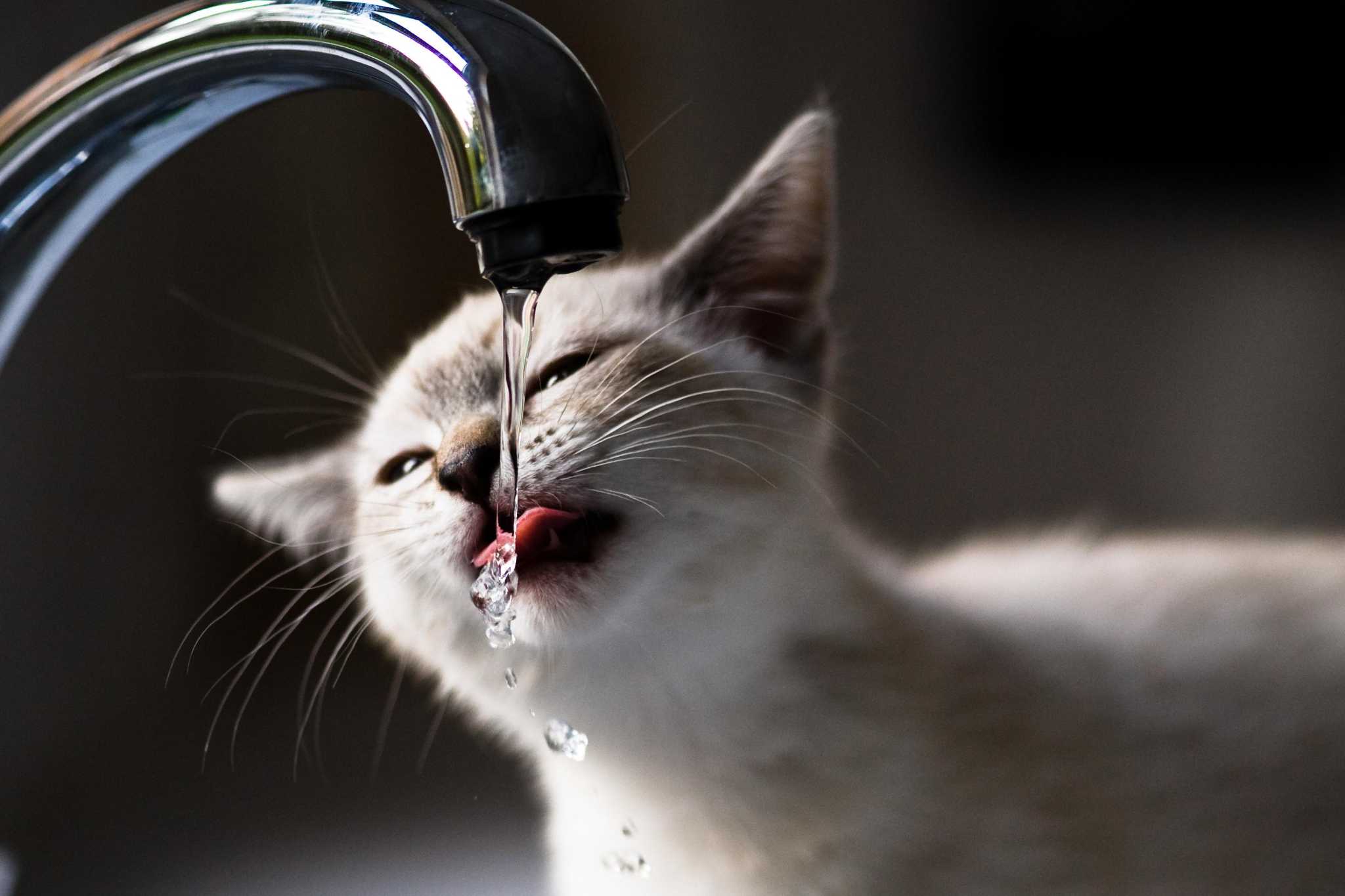 Tips to make sure “faucet cats” get enough water