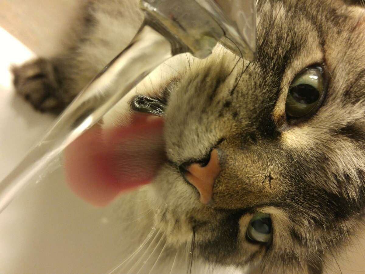Addiction to faucet water can cost a cat its life.