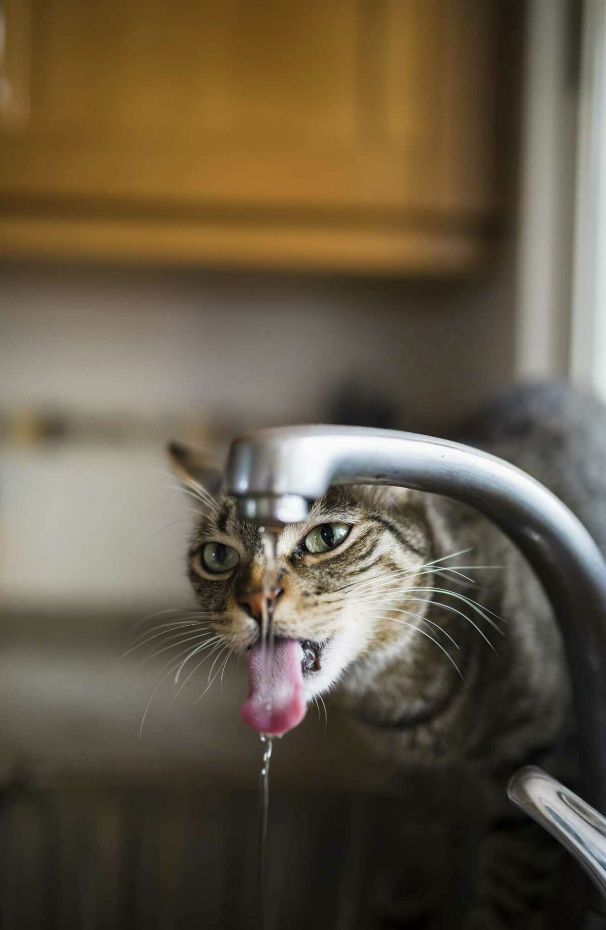 Addiction to faucet water can cost a cat its life.