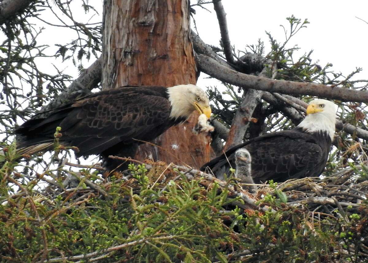 Two bald eagles and their recently hatched chick have taken up residence in a nest above Curtner Elementary School in Milpitas. The eagles have attracted bird lovers and shutterbugs since they touched down in Milpitas December.