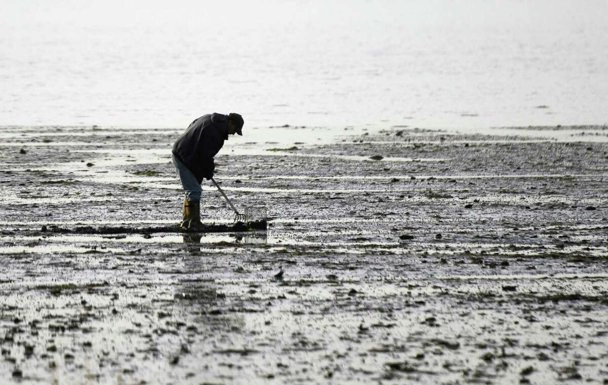Cos Cob resident Peter Fujitani goes shellfishing off the shore of Greenwich Point Park in Old Greenwich, Conn. Wednesday, Jan. 11, 2017. Fujitani said that the full moon creates an extra low tide that usually yields better results shellfishing.