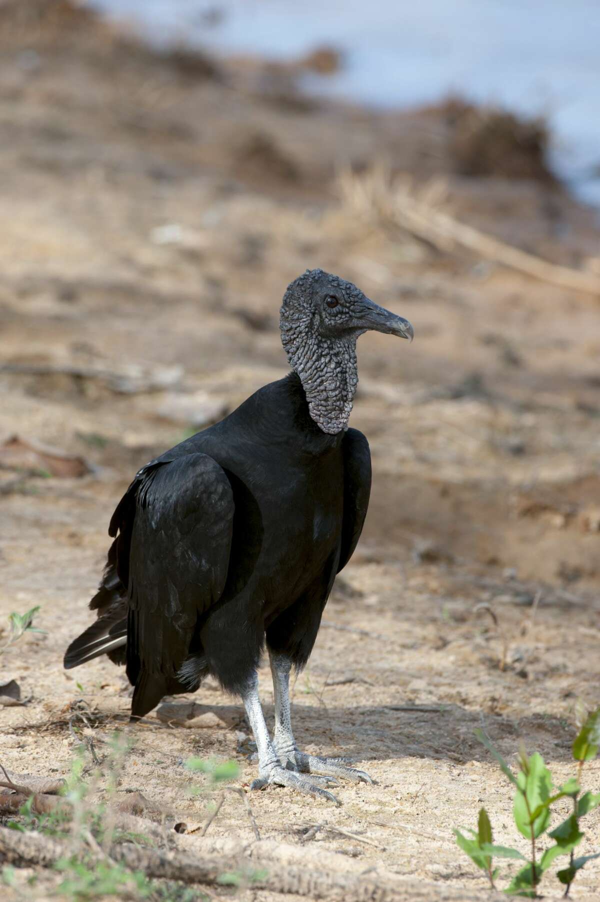 BRAZIL - 2009/07/07: A Black vulture (Coragyps atratus) on a beach along the Cuiaba River near Porto Jofre in the northern Pantanal, Mato Grosso province in Brazil. (Photo by Wolfgang Kaehler/LightRocket via Getty Images)