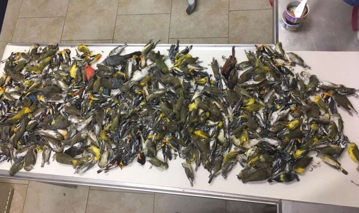 Bird experts call for community action after 398 birds crash into