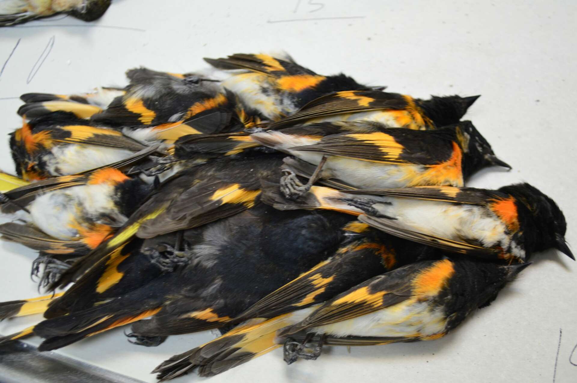 Bird strike into Galveston highrise leaves hundreds dead