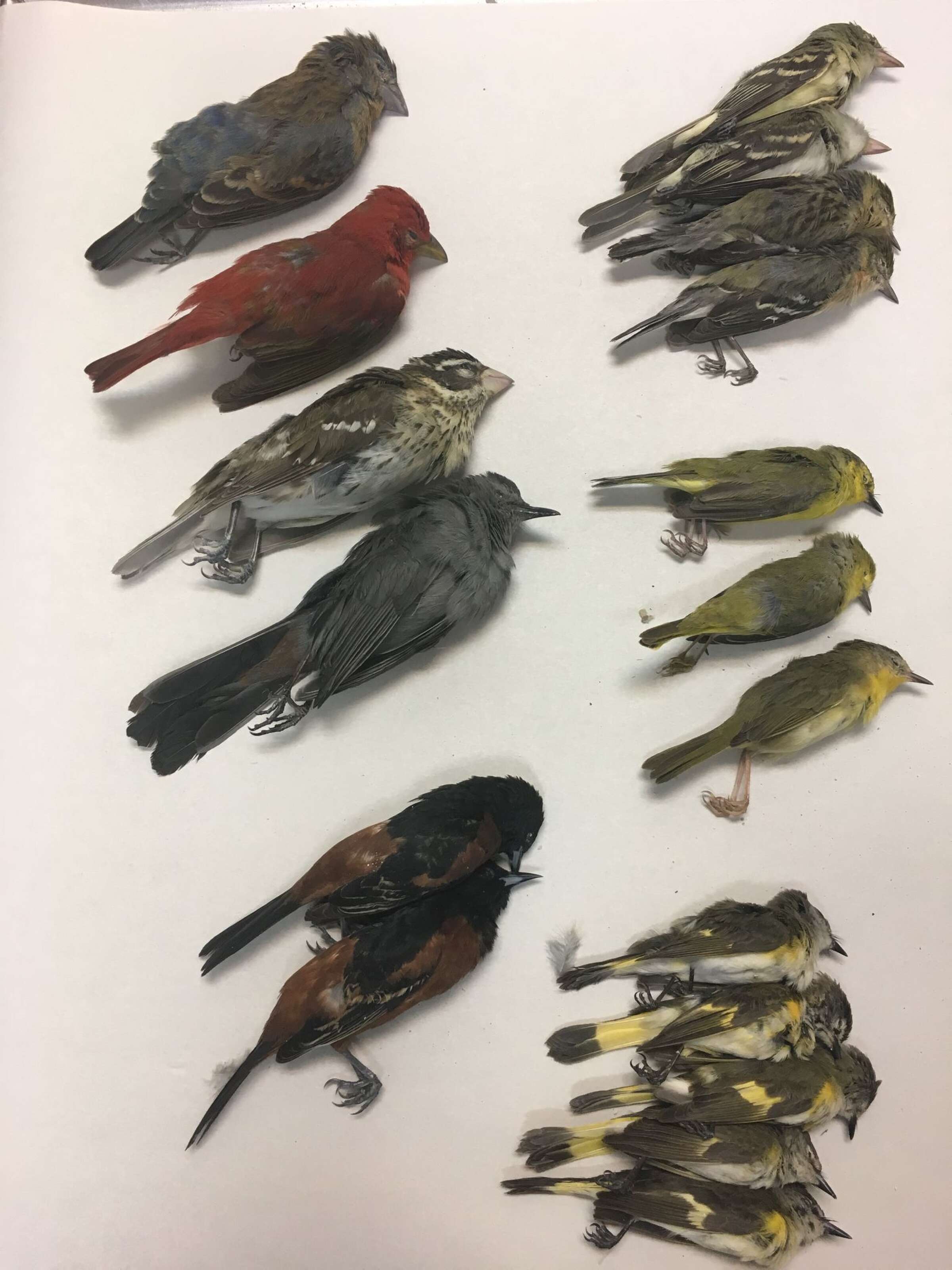 Bird strike into Galveston highrise leaves hundreds dead