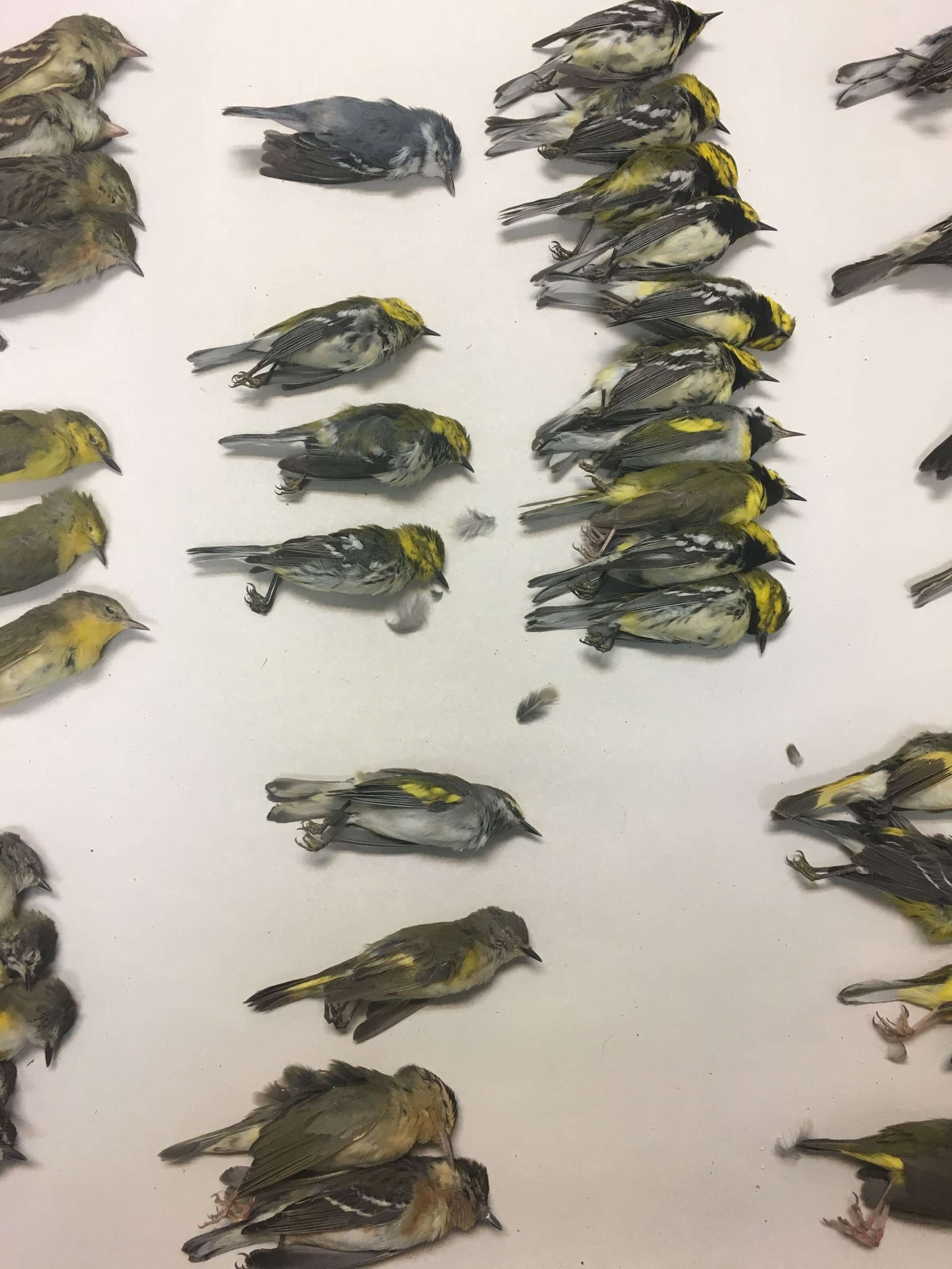 Bird strike into Galveston highrise leaves hundreds dead