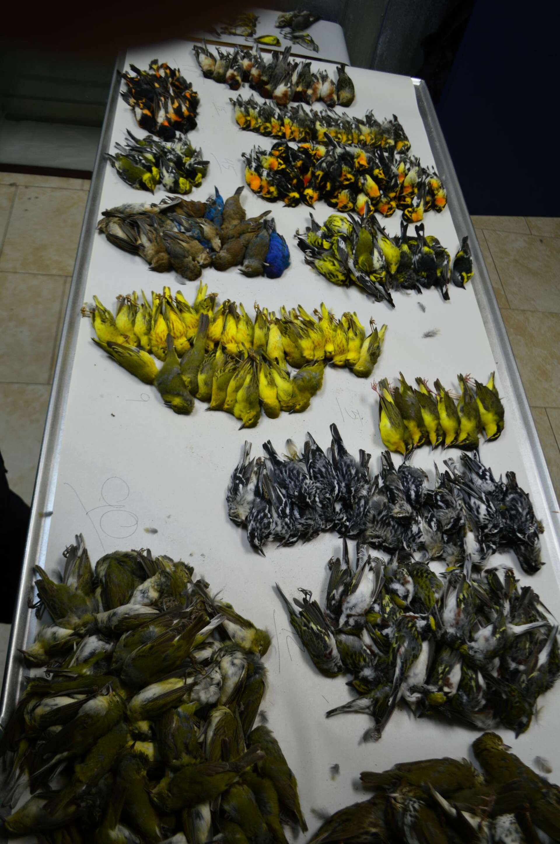 Bird strike into Galveston highrise leaves hundreds dead