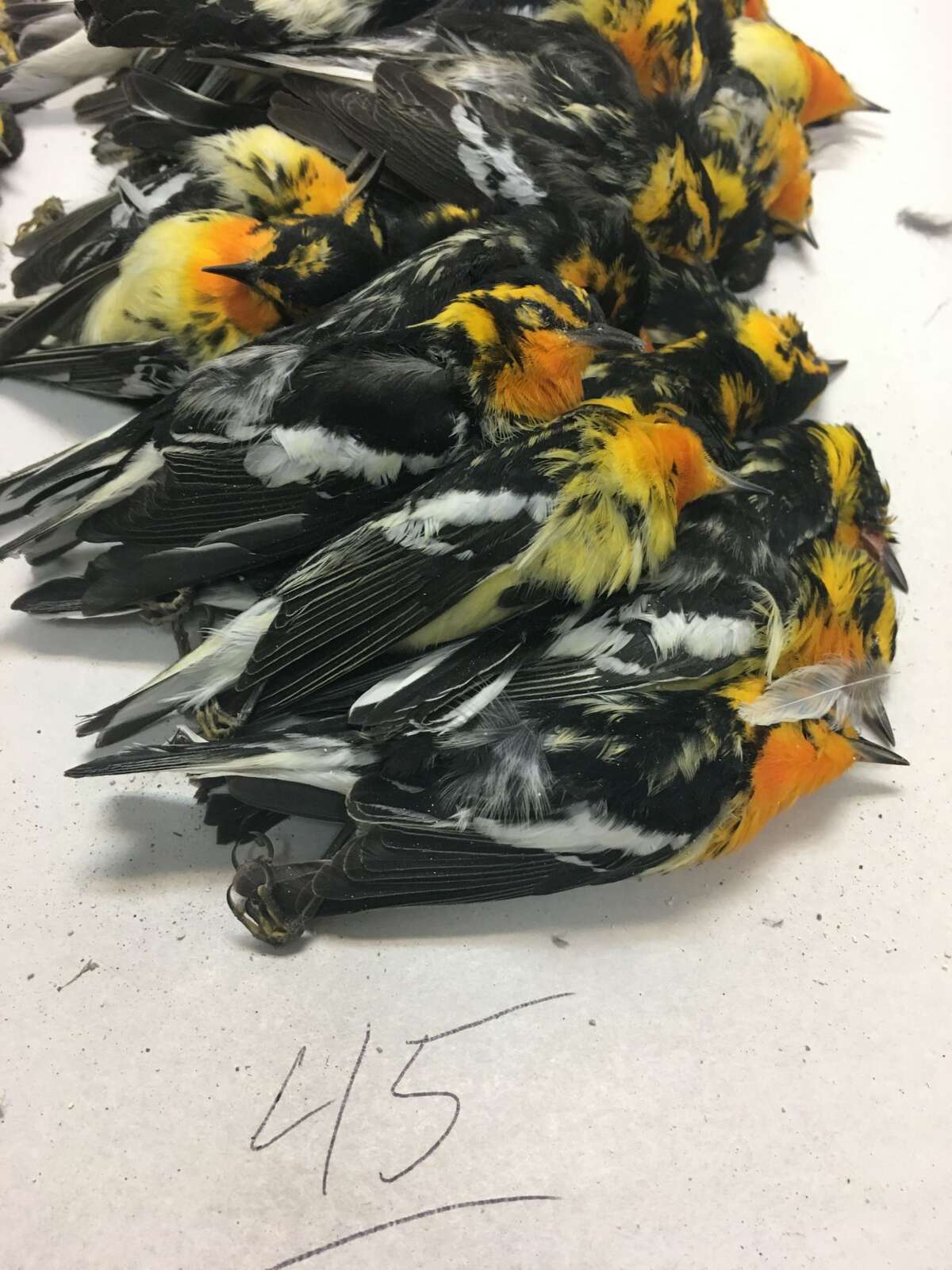 Bird experts call for community action after 398 birds crash into
