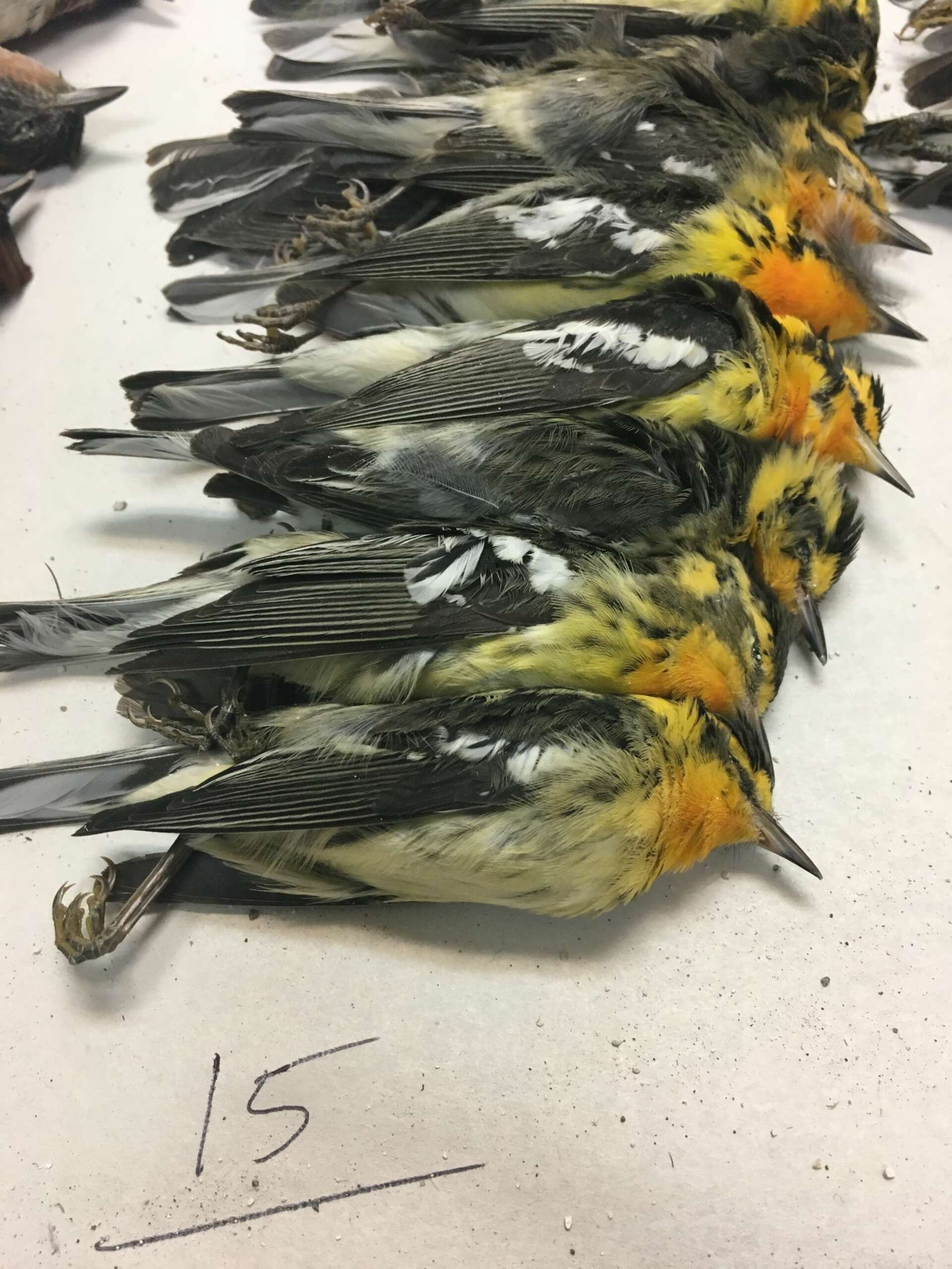 Bird strike into Galveston highrise leaves hundreds dead