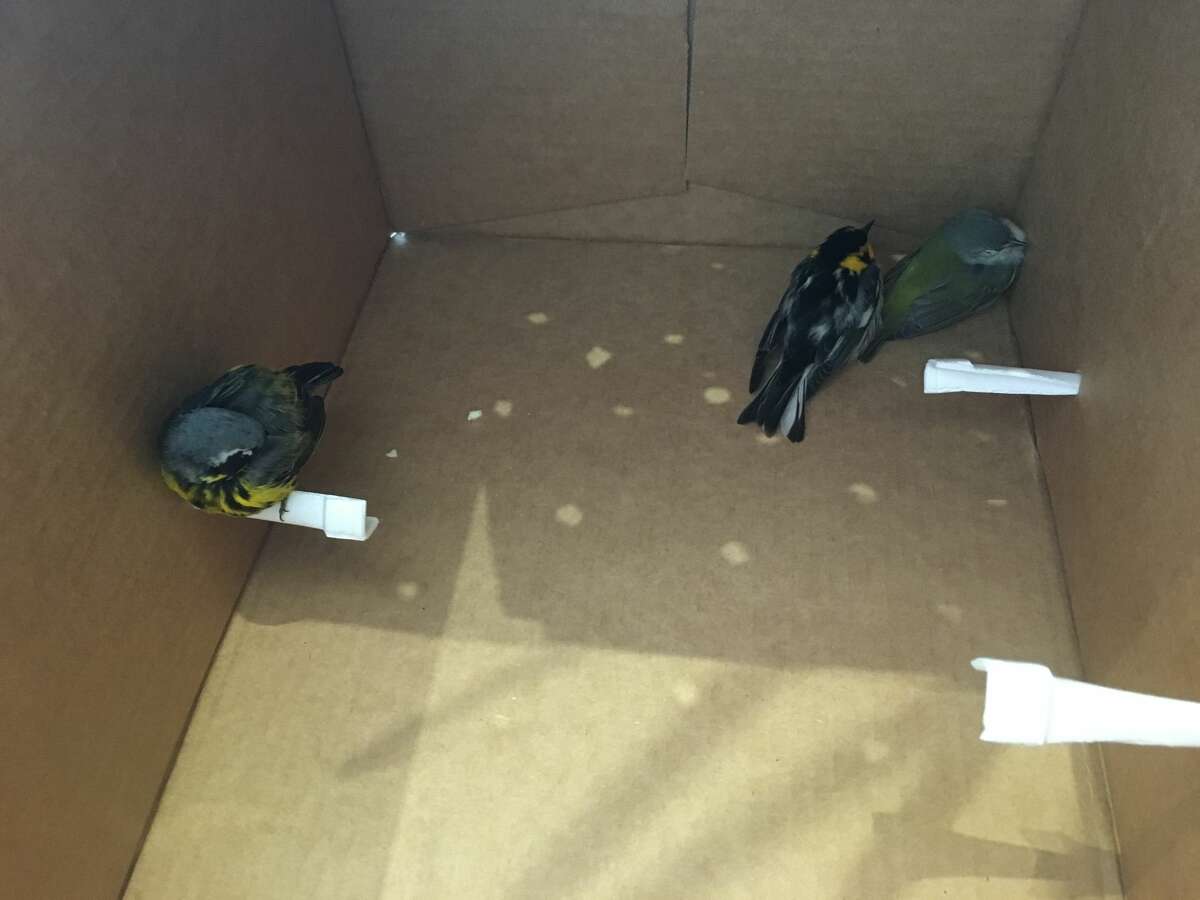 Photos of various birds that died Wednesday, May 3, after crashing into a high-rise building in Galveston. Animal Control Officer Josh Henderson said a total of 398 birds crashed into the building, and three birds survived. 