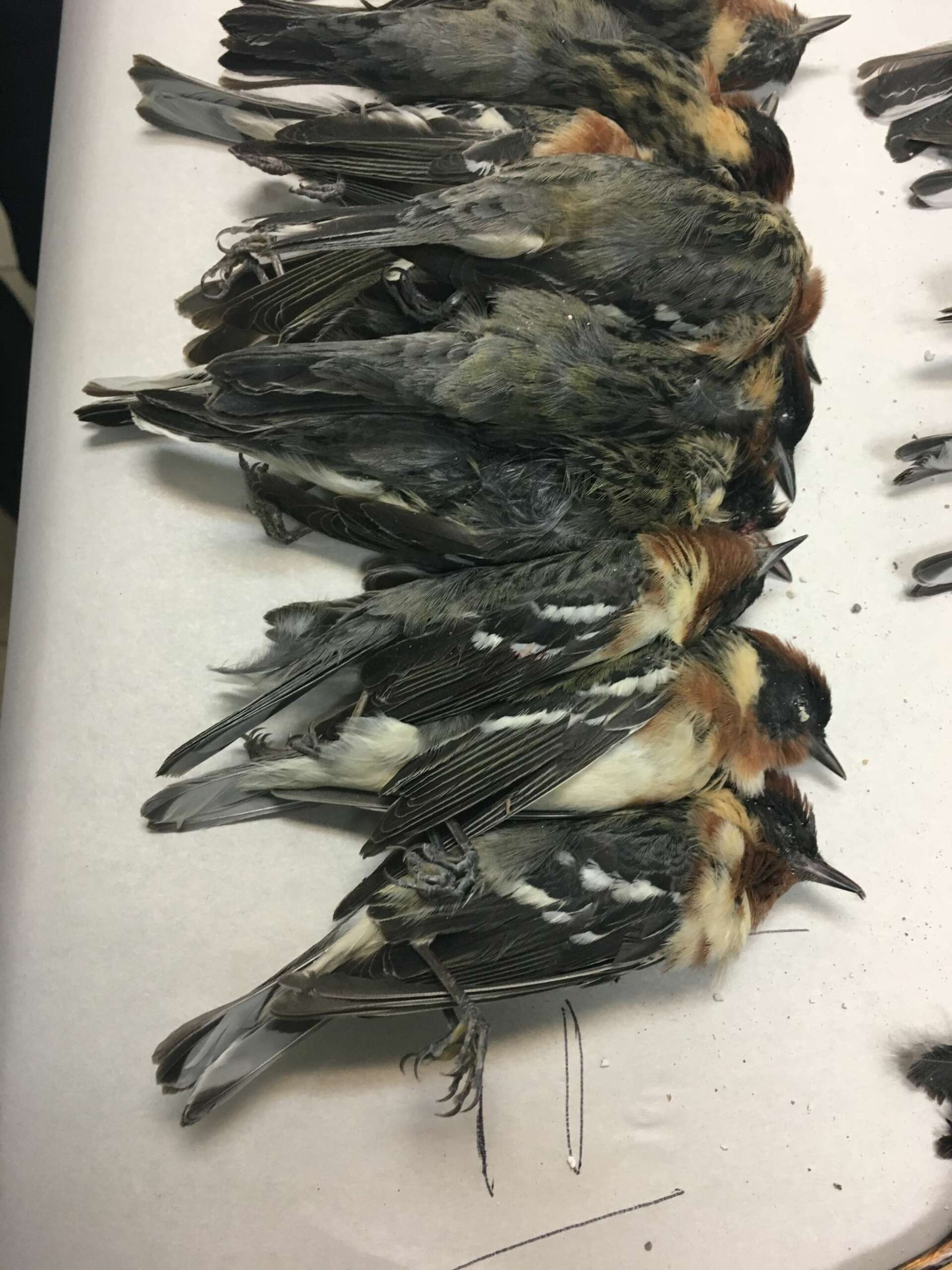 Bird strike into Galveston highrise leaves hundreds dead