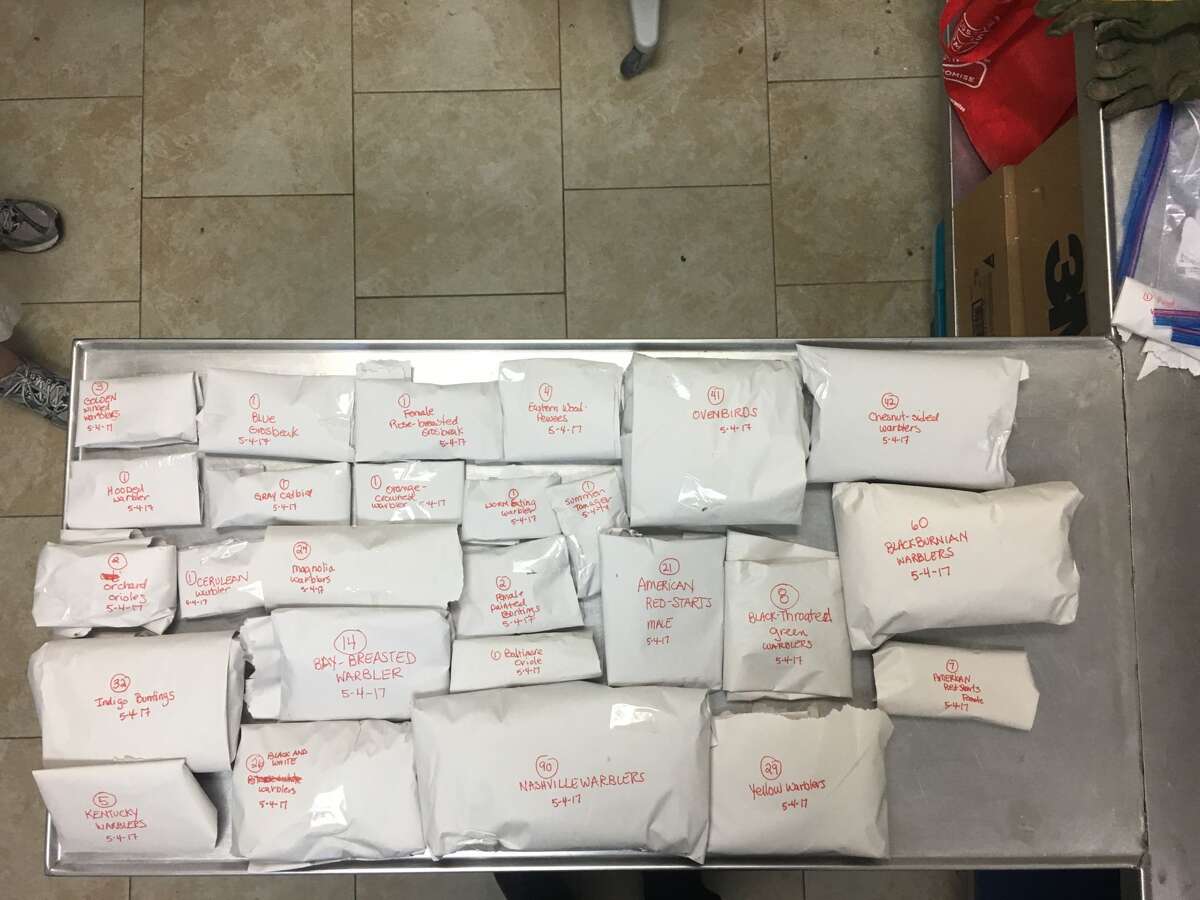 Bird experts call for community action after 398 birds crash into